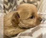 Small Photo #4 Maltipoo Puppy For Sale in HOLLY SPRINGS, NC, USA