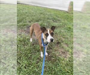 Staffordshire Bull Terrier-Unknown Mix Dogs for adoption in Vero Beach, FL, USA