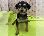 Small #1 Poodle (Miniature)