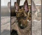 Small Photo #4 Plott Hound-Unknown Mix Puppy For Sale in Myrtle Beach, SC, USA