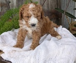 Small Photo #47 Cavapoo Puppy For Sale in GOSHEN, IN, USA