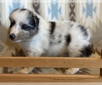 Small #13 Shetland Sheepdog