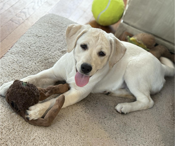 Medium Photo #10 English Cream Golden Retriever-Golden Labrador Mix Puppy For Sale in NEW BEDFORD, MA, USA