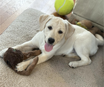 Small Photo #10 English Cream Golden Retriever-Golden Labrador Mix Puppy For Sale in NEW BEDFORD, MA, USA
