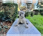 Small #162 French Bulldog