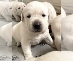 Small Photo #18 Labrador Retriever Puppy For Sale in GLENDALE, CA, USA