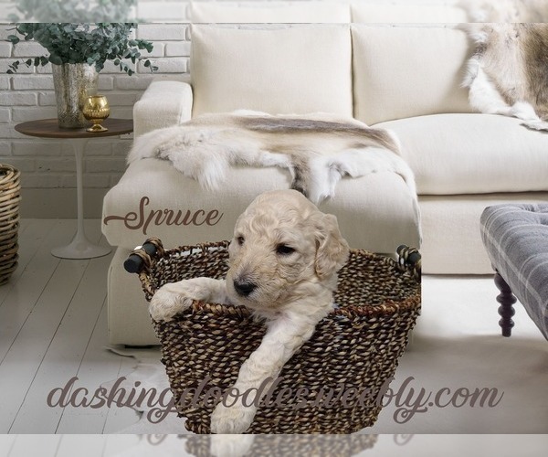 Medium Photo #4 Goldendoodle Puppy For Sale in ZEBULON, NC, USA