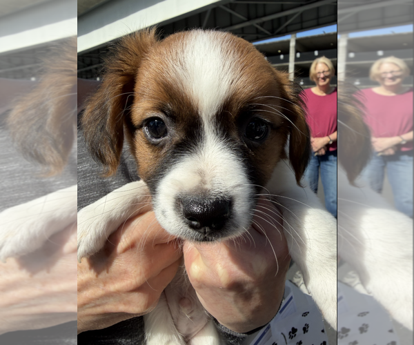 Medium Photo #1 Chihuahua-Unknown Mix Puppy For Sale in Bellevue, WA, USA