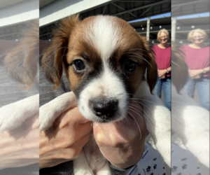 Chihuahua-Unknown Mix Dogs for adoption in Bellevue, WA, USA