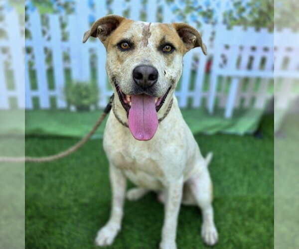 Medium Photo #2 Mutt Puppy For Sale in Long Beach, CA, USA