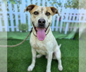 *SWAYZE - Male Mutt Dog for Adoption - Photo #2
