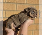 Small #8 Bulldog