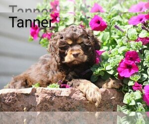 Cocker Spaniel Puppy for Sale in LOYAL, Wisconsin USA