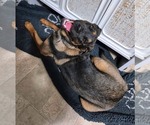 Small #1 Rottweiler Mix