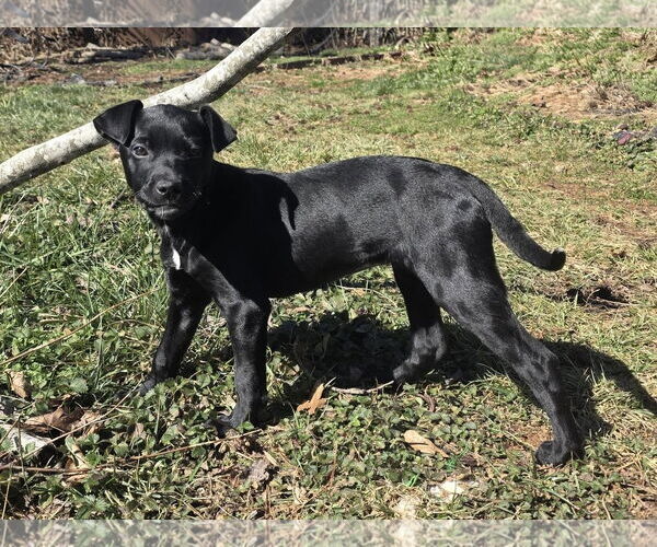 Medium Photo #2 Retriever -Unknown Mix Puppy For Sale in Greenville, SC, USA
