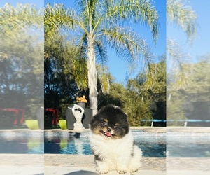 Pomeranian Puppy for sale in BEVERLY HILLS, CA, USA