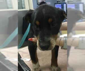 German Shepherd Dog-Unknown Mix Dogs for adoption in Riverside, CA, USA