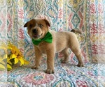 Small Photo #4 Australian Cattle Dog-Unknown Mix Puppy For Sale in LANCASTER, PA, USA