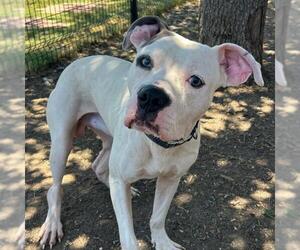 American Staffordshire Terrier Dogs for adoption in San Antonio, TX, USA