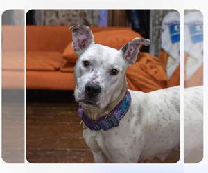 Vally - Female American Pit Bull Terrier-Unknown Mix Dog for Adoption - Photo #31