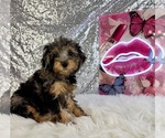Image preview for Ad Listing. Nickname: Ally Mae