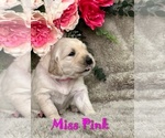 Puppy Miss Pink Golden Retriever