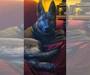 German Shepherd Dog Puppy for sale in RACINE, OH, USA
