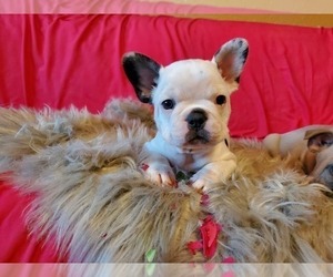 French Bulldog Puppy for sale in AUSTIN, TX, USA