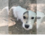 Small #2 Mutt