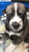 Small Photo #3 Pomsky Puppy For Sale in MIDDLETOWN, OH, USA