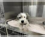 Small Mutt