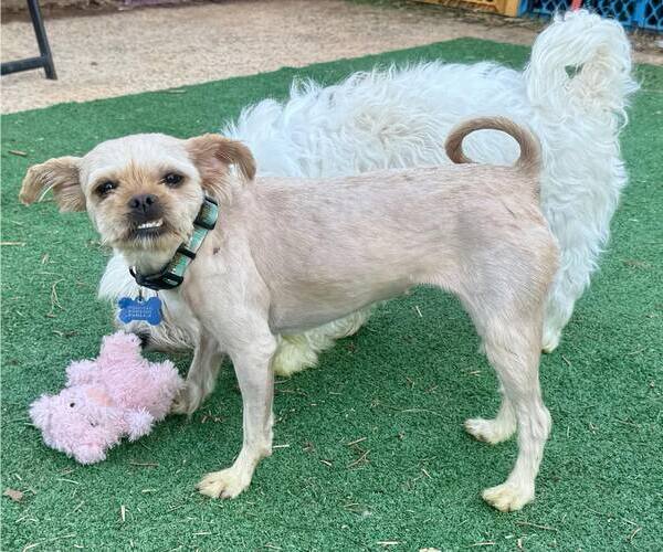 Medium Photo #4 Mutt Puppy For Sale in Spring Lake, NC, USA