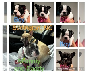 French Bulldog Puppy for sale in LIBERTY, NC, USA