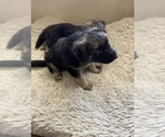 Small Photo #4 German Shepherd Dog Puppy For Sale in OXNARD, CA, USA