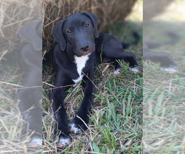 Medium Photo #9 Mutt Puppy For Sale in Springdale, PA, USA