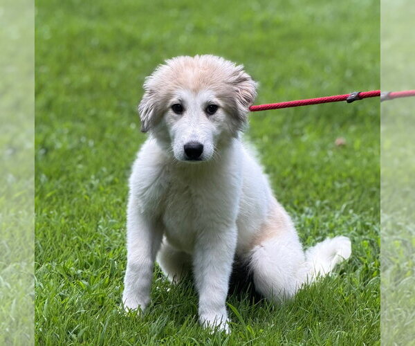 Medium Photo #2 Great Pyrenees Puppy For Sale in Yardley, PA, USA