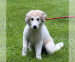 Small #1 Great Pyrenees