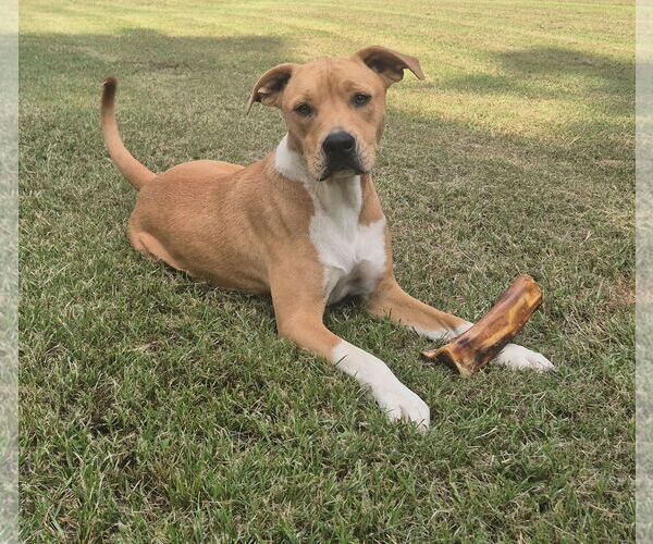 Medium Photo #1 Mutt Puppy For Sale in Harrison, AR, USA