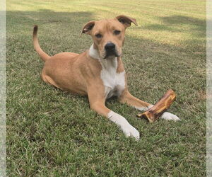 Mutt Dogs for adoption in Harrison, AR, USA