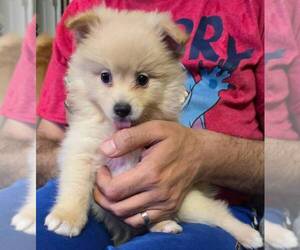Pomeranian Puppy for sale in NOVI, MI, USA