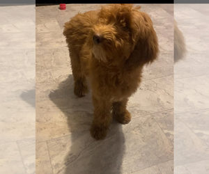 Goldendoodle Litter for sale in EDWARDSBURG, MI, USA