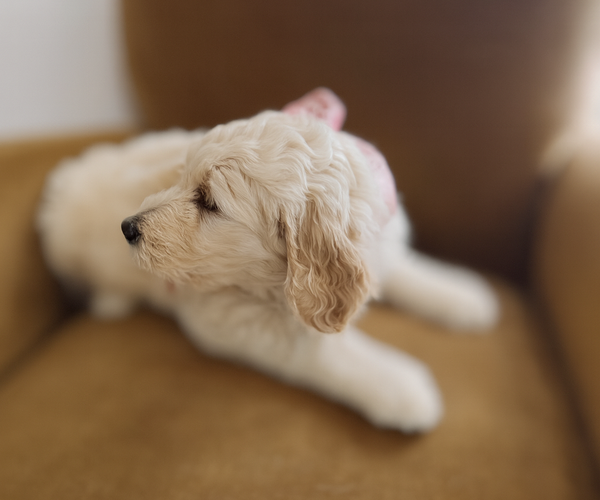 Medium Photo #4 Goldendoodle Puppy For Sale in ORANGE, CT, USA