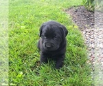 Small #1 Labrador Retriever