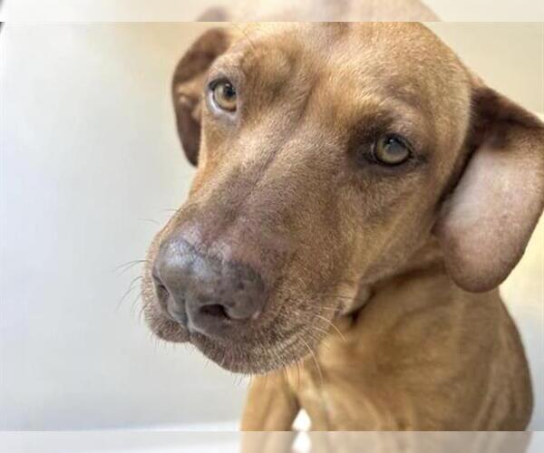 Medium Photo #1 Mutt Puppy For Sale in Houston, TX, USA