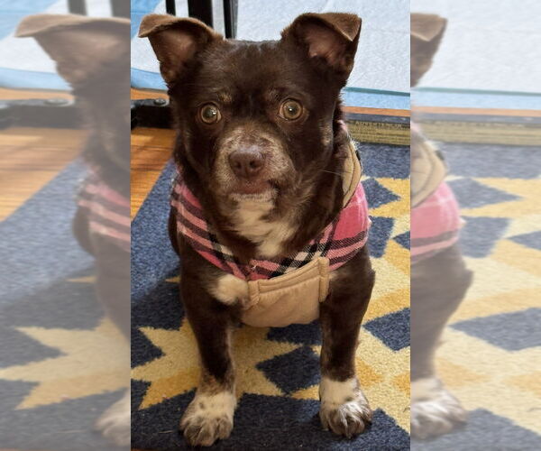 Medium Photo #4 Chug Puppy For Sale in Springdale, PA, USA