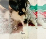 Small Photo #17 Siberian Husky Puppy For Sale in WASHBURN, WI, USA