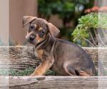 Small Photo #9 Labrador Retriever-Unknown Mix Puppy For Sale in San Diego, CA, USA