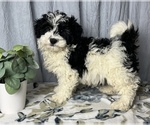 Small Photo #2 ShihPoo Puppy For Sale in GREENWOOD, IN, USA