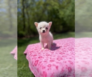 Medium Pomsky