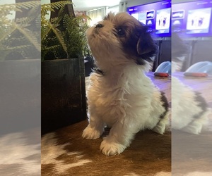 Shih Tzu Puppy for sale in MCALESTER, OK, USA